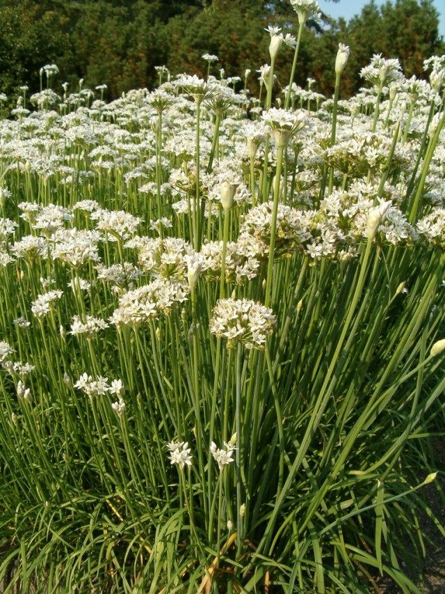 Лук клубневый, или клубненосный (Allium tuberosum)