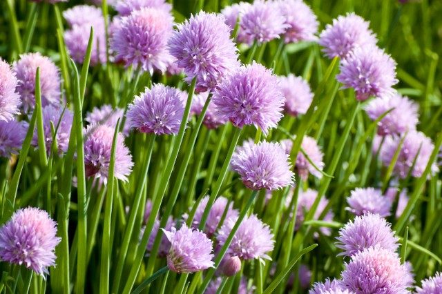 Лук скорода, или шнитт-лук (Allium schoenoprasum)