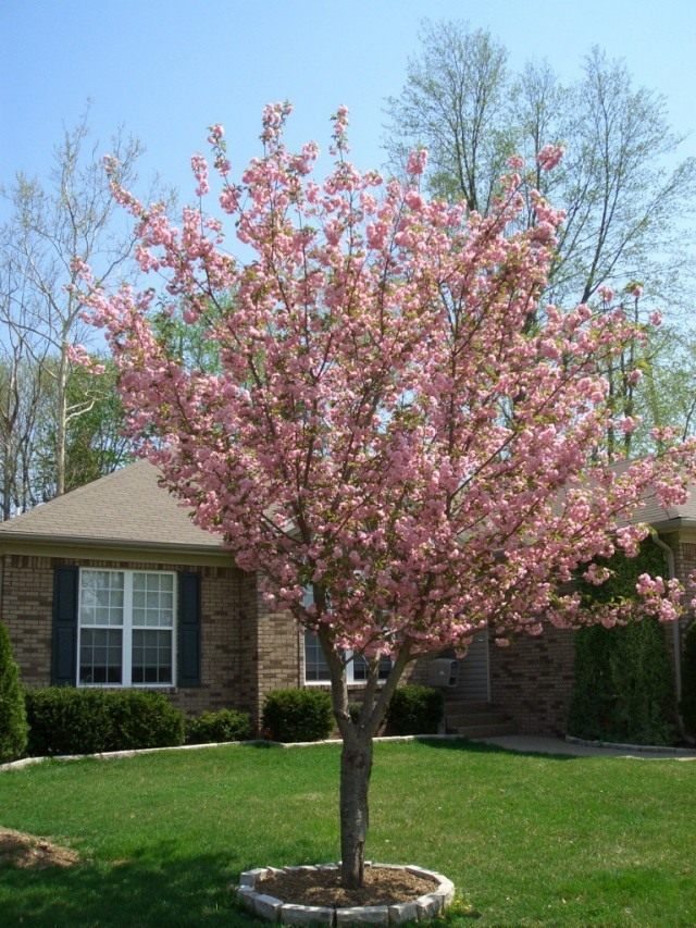 Вишня мелкопильчатая (Prunus serrulata)