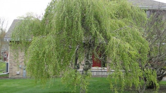 Берёза плакучая (betula pendula)