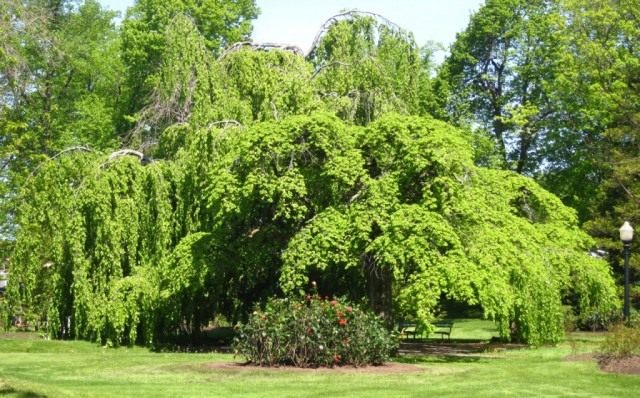 Бук европейский, или Бук лесной (Fagus sylvatica)