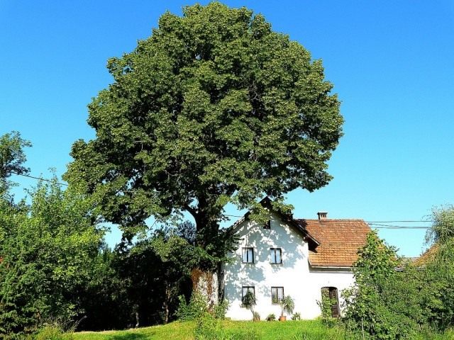 Липа сердцевидная (Tilia cordata)