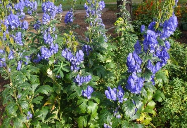 Борец Кармихеля, или Аконит Кармихеля (Aconitum carmichaelii)