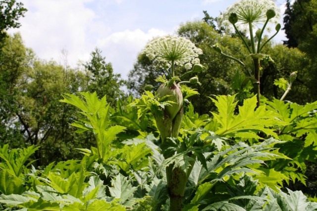 Борщевик Мантегацци (Heracleum mantegazzianum)