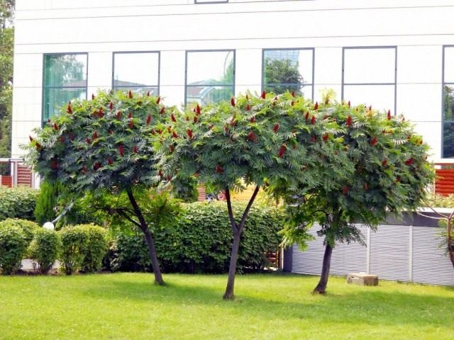 Сумах оленерогий, или уксусное дерево (Rhus typhina)