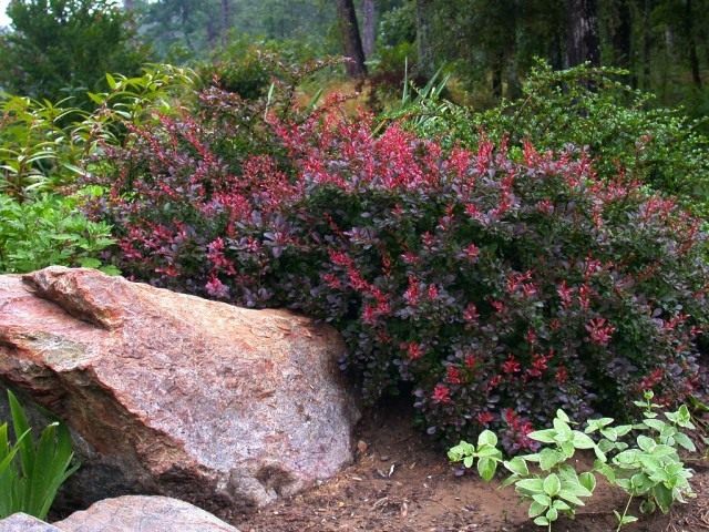 Барбарис (Berberis)