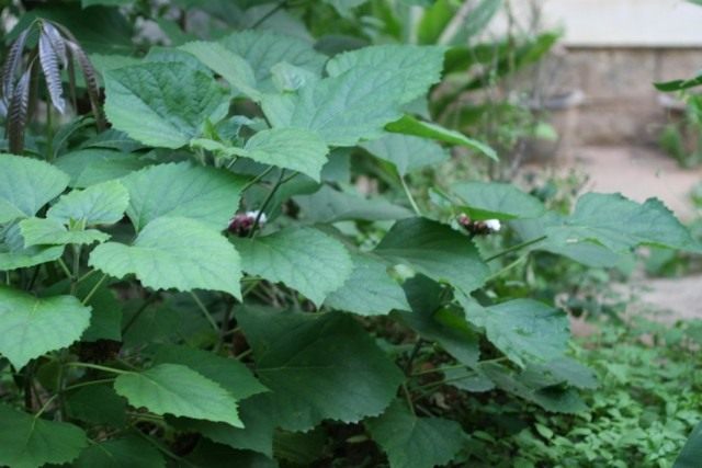 Клеродендрум китайский (Clerodendrum chinense)