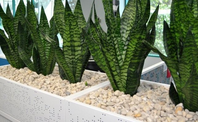 Сансевиерия (Sansevieria)