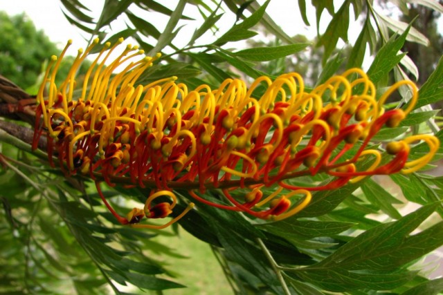 Гревиллея крупная, или Гревиллея мощная (Grevillea robusta)