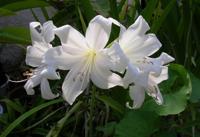 Амариллис белладонна, или Амариллис красавица (Amaryllis belladonna)