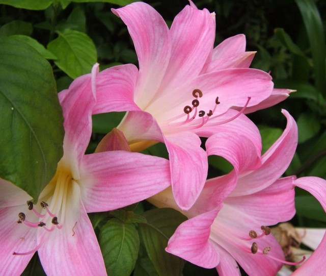 Амариллис белладонна, или Амариллис красавица (Amaryllis belladonna)