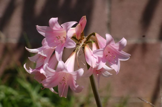 Амариллис белладонна, или Амариллис красавица (Amaryllis belladonna)