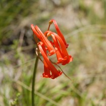 Циртантус Маковани (Cyrtanthus macowanii)