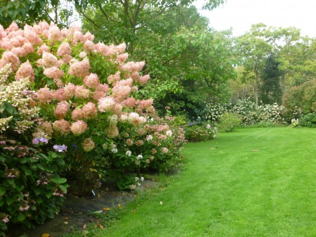 Гортензия метельчатая (Hydrangea paniculata)