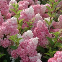 Гортензия метельчатая "Ренхи" (Hydrangea paniculata 'Renhy')