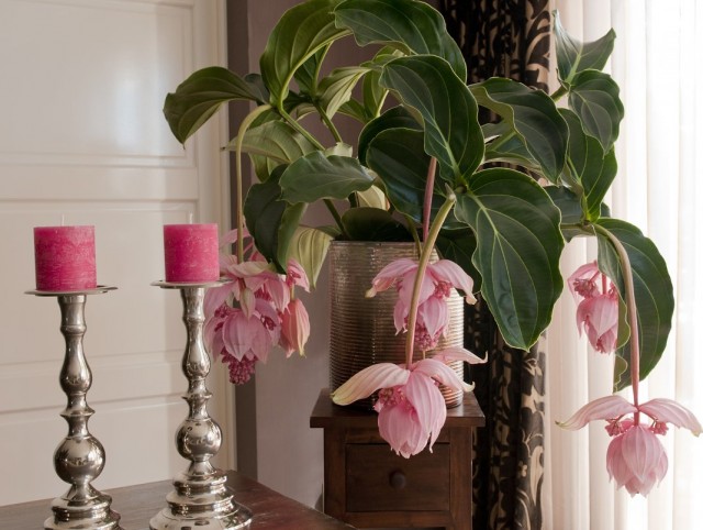 Мединилла великолепная (Medinilla magnifica)