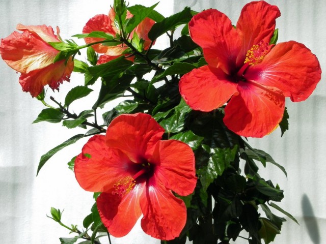 Гибискус китайский (Hibiscus rosa-sinensis)