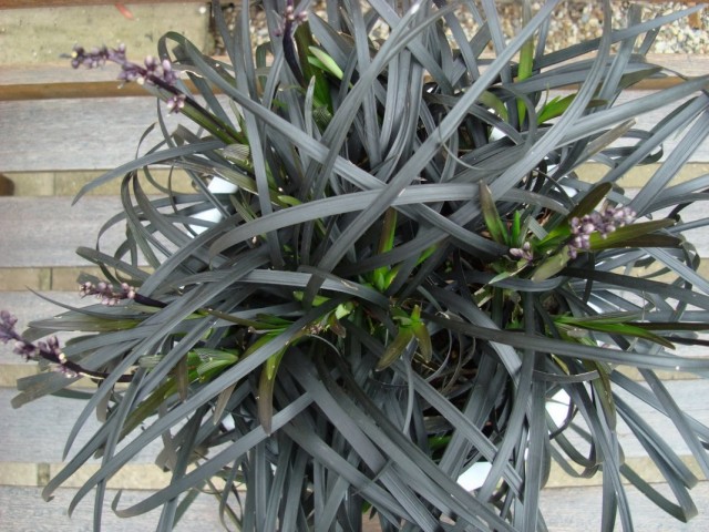 Офиопогон плоскострелковый (Ophiopogon planiscapus)