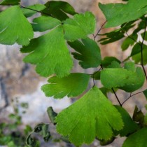 Адиантум венерин волос (Adiantum capillus-veneris)