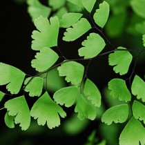 Адиантум венерин волос (Adiantum capillus-veneris)