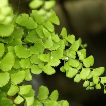 Адиантум венерин волос (Adiantum capillus-veneris)