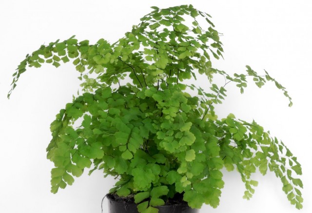 Адиантум венерин волос (Adiantum capillus-veneris)