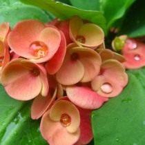 Молочай миля (euphorbia milii)