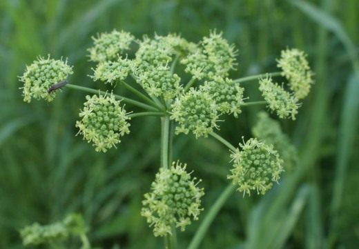 Соцветие борщевика сибирского (Heracleum sibiricum) 