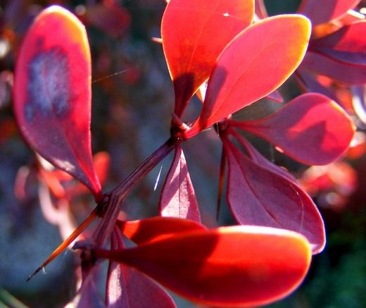 Барбарис (Berberis)