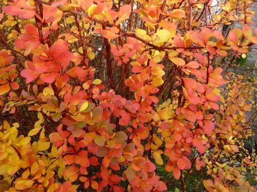 Барбарис (Berberis)