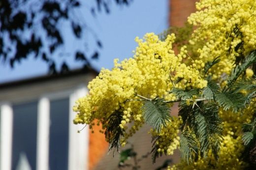 Акация серебристая (Acacia dealbata)