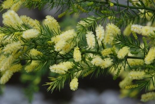 Акация мутовчатая (Acacia verticillata)