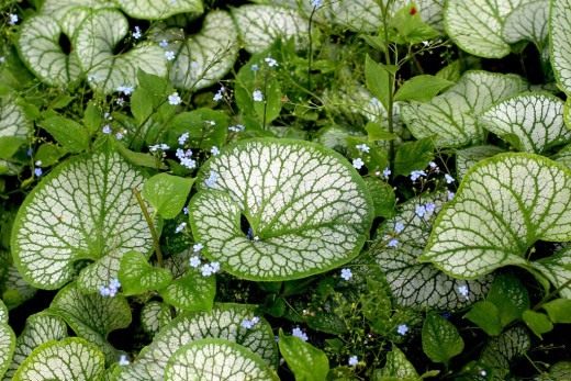 Бруннера крупнолистная "Джек Фрост" (Brunnera macrophylla 'Jack Frost')