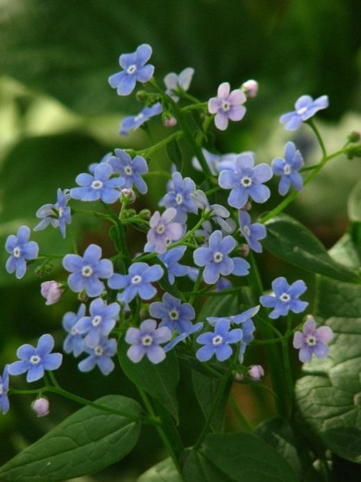 Бруннера сибирская (Brunnera sibirica) в цветниках Ботанического сада МГУ "Аптекарский огород". Москва.