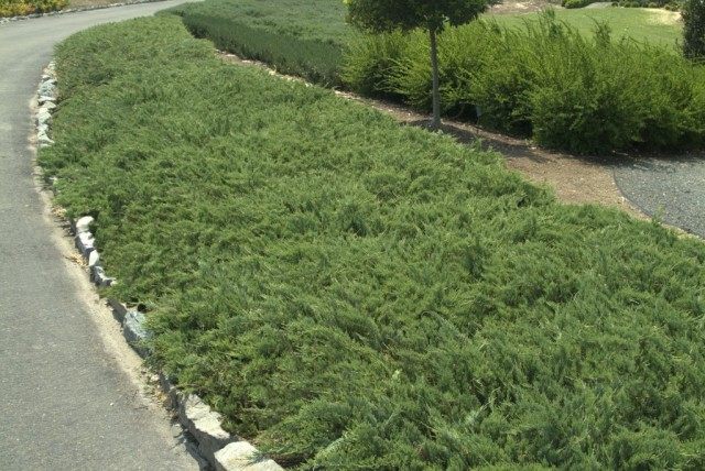 Можжевельник горизонтальный ‘Хьюгес’ (Juniperus horizontalis ‘Hughes’)