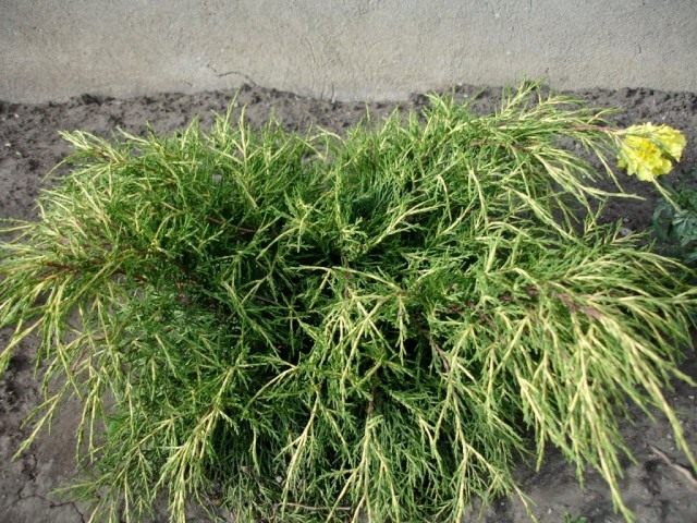 Можжевельник средний ‘Голд Кост’ (Juniperus x. media ‘Gold Coast’)