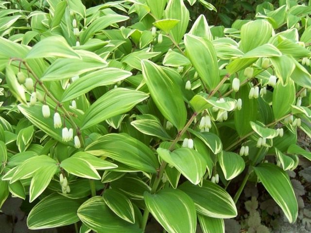 Купена душистая, или Купена аптечная, или Купена лекарственная (Polygonatum odoratum)