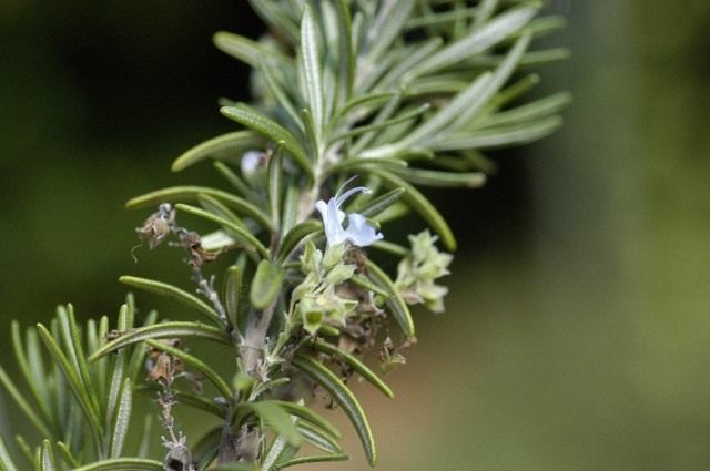 Розмарин лекарственный (Rosmarinus officinalis)