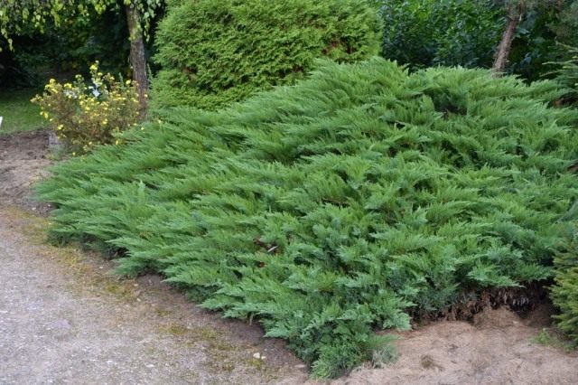 Можжевельник казацкий ‘Тамарисцифолиа’ (Juniperus sabina ‘Tamariscifolia’)