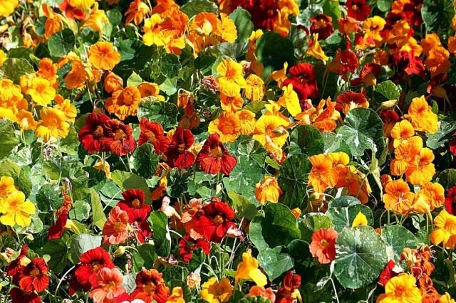 Настурция большая (Tropaeolum majus)