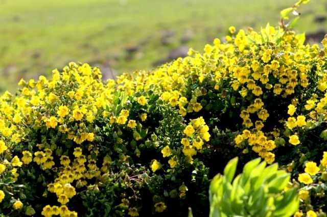 Настурция Гукера (Tropaeolum hookerianum)