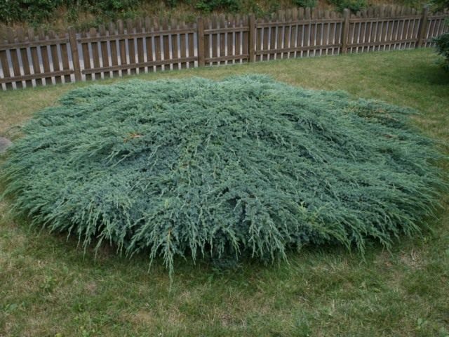 Можжевельник чешуйчатый ‘Блю Карпет’ (Juniperus squamata ‘Blue Carpet’)