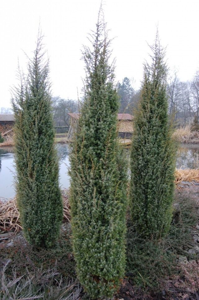 Можжевельник виргинский ‘Скайрокет’ (Juniperus virginiana ‘Skyrocket’)