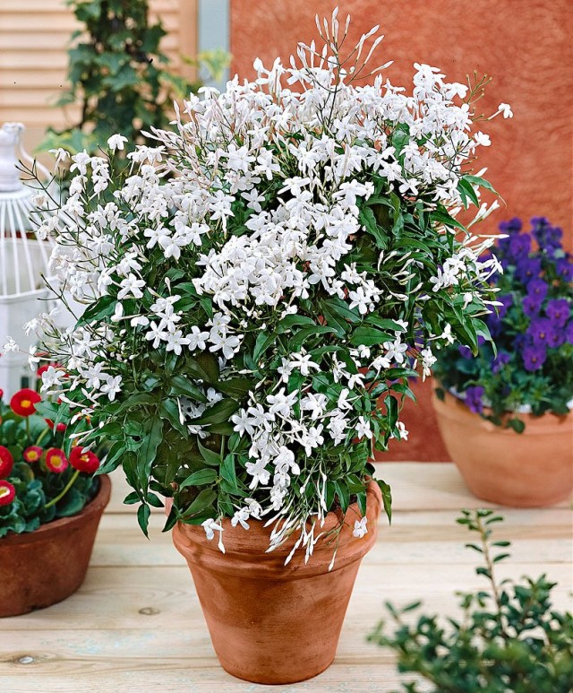 Жасмин лекарственный (Jasminum officinale)