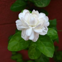 Жасмин Самбак (Jasminum sambac)