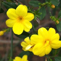 Жасмин первоцветный (Jasminum primulinum)