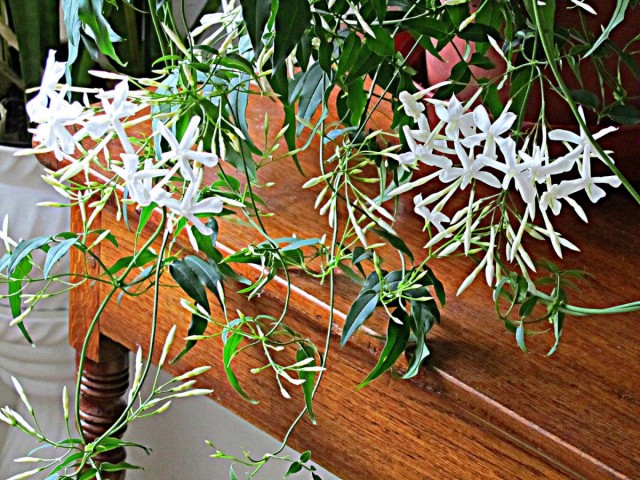 Жасмин лекарственный (Jasminum officinale) 