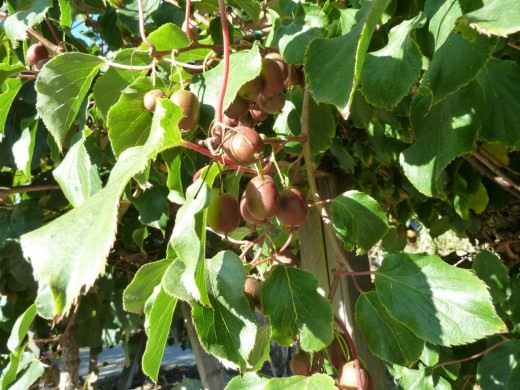 Актинидия острая (Actinidia arguta)