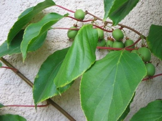 Актинидия острая (Actinidia arguta)