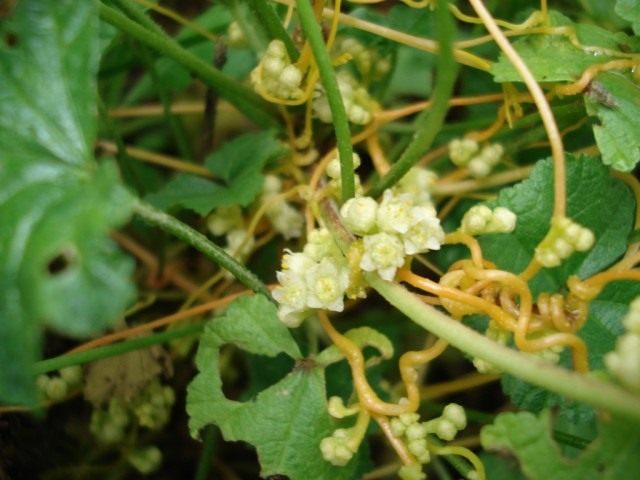 Повилика полевая (Cuscuta campestris)